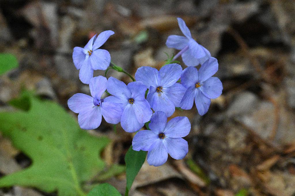 3035-05268668 Tower Hill Botanic Garden, MA.JPG - Phlox. New England Botanic Garden at Tower Hill, MA, 5-26-2025